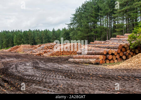 Les piles de journaux dans la forêt de Thetford. Banque D'Images