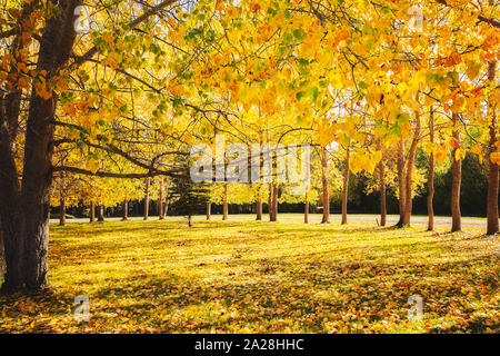 Courbant une rangée d'arbres avec des feuilles jaunes le long du bord d'une pelouse de moquette avec des feuilles d'automne, le matin, dans un paysage d'automne Banque D'Images