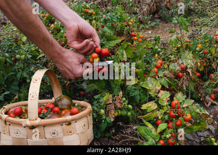 Tomates cueillette à la main dans le verger dans le panier en bois. Banque D'Images