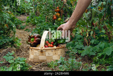 Poivrons cueillette à la main dans le verger dans le panier en bois. Banque D'Images