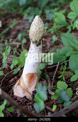STINKMORCHEL GEWÖHNLICHE . Phalle impudique phallus imdudicus commun . Banque D'Images