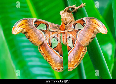 Papillon Attacus Atlas, (atlas), sortir du cocon, sur une feuille verte, avec en arrière-plan la végétation verte Banque D'Images