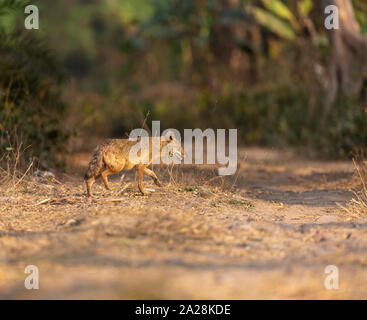 Le chacal doré ou commune indienne ou Chacal Canis aureus en périphérie de Kolkata en Inde. prairie Jaguli Banque D'Images