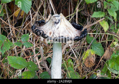Coprinus comatus (shaggy ink cap) est un champignon commun souvent trouvés dans les prés, les bois et les accotements. Il sécrète un liquide noir rempli de spores. Banque D'Images