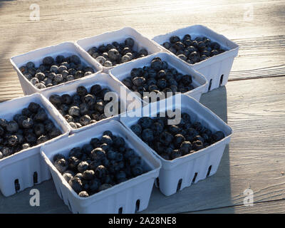 Petits paniers d'agriculteurs prêts à la mise en marché les pintes, 550ml, de bleuets fraîchement cueillis sur un jardin table de travail au soleil Banque D'Images