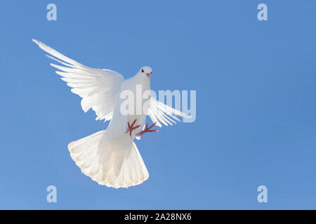 des ailes de colombe blanches volent contre un ciel bleu Banque D'Images