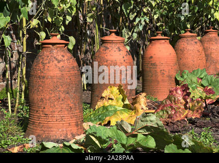La rhubarbe forcers cloches sur un allotissement Banque D'Images