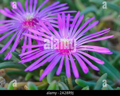 Gros plan de la fleur de glace rose Hardy, succulente fleur Delosperma cooperi Banque D'Images