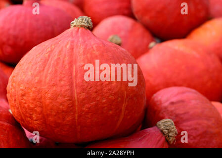 Gros plan du hokkaido pumpkins rouges frais sur une pile avec une citrouille au premier plan dans le marché pour la vente Banque D'Images