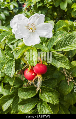 Rosa rugosa alba, la floraison avec des fruits. Banque D'Images