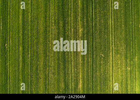 Vue aérienne de l'agropyre vert domaine de drone pov, récolte de céréales cultivées comme plantation abstract natural background Banque D'Images