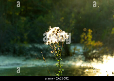 Jauni et séché les plantes et les fleurs que l'on trouve dans la nature en automne. Solce jette un reflet sur une fleur. Banque D'Images