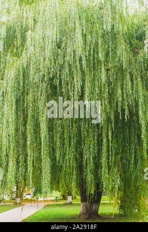 Saule pleureur Arbre, bannière verticale Banque D'Images