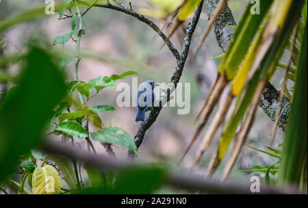 Blue-gray Tanager, Thraupis episcopus, Podocarpus National Park, Zamora, Equateur Banque D'Images