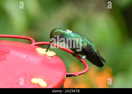 Émeraude scintillant hummingbird à gorge (Amazilia fimbriata), Copalinga, Podocarpus National Park, Zamora, Equateur Banque D'Images