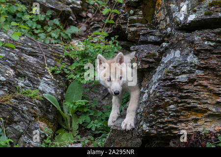 Loup Blanc chiot Banque D'Images