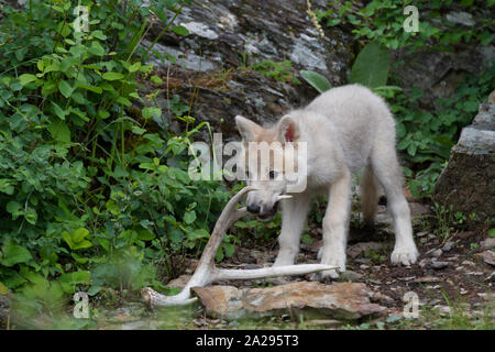 Loup Blanc chiot Banque D'Images