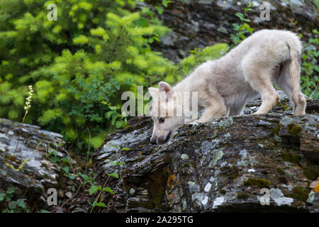Loup Blanc chiot Banque D'Images