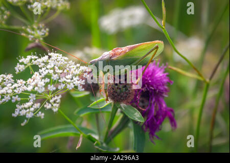 Sauterelle verte. Une sauterelle verte sur une fleur sur un arrière-plan flou. Banque D'Images