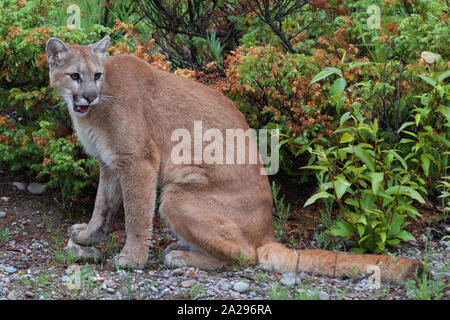 Mountain Lion, Cougar Banque D'Images