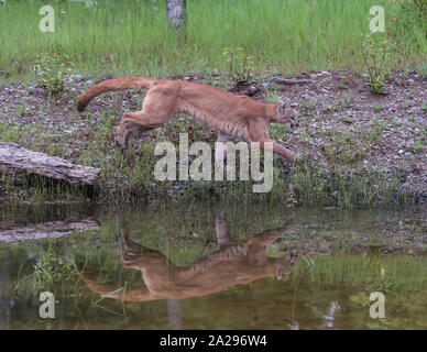 Mountain Lion, Cougar Banque D'Images