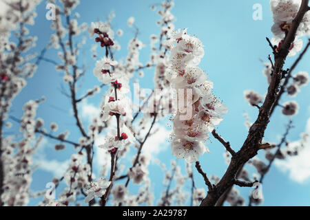 White apple tree blossoming branch, tourné en ville roumaine Banque D'Images