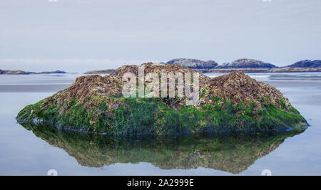 Beau rocher couvert d'algue marine trouvée sur la longue plage de près de Tofino au petit matin Banque D'Images