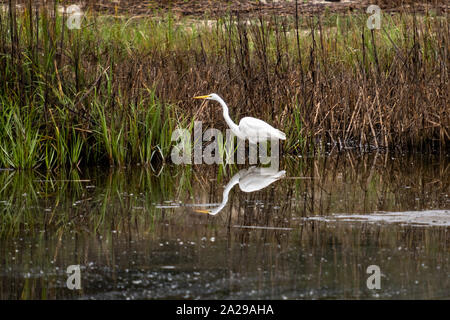 Une Grande Aigrette chasse le long des roseaux à Gould's Inlet dans la région de Saint Simons Island, en Géorgie. Banque D'Images