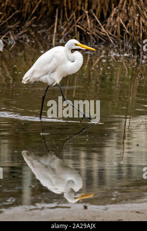 Une Grande Aigrette chasse le long des roseaux à Gould's Inlet dans la région de Saint Simons Island, en Géorgie. Banque D'Images