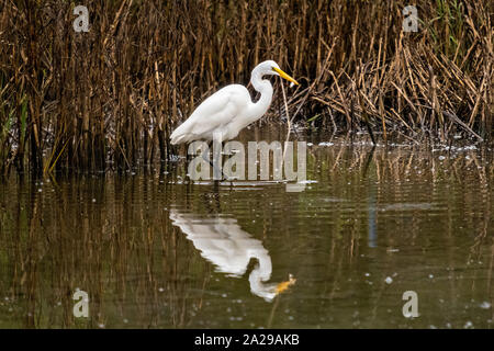 Une Grande Aigrette chasse le long des roseaux à Gould's Inlet dans la région de Saint Simons Island, en Géorgie. Banque D'Images