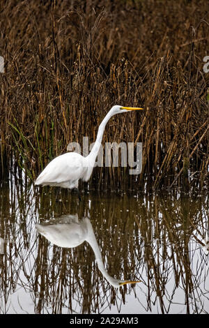 Une Grande Aigrette chasse le long des roseaux à Gould's Inlet dans la région de Saint Simons Island, en Géorgie. Banque D'Images