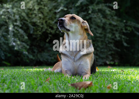 Chien allongé multicolore 8n l'herbe à la recherche sur le côté avec un gros arbuste dans l'arrière-plan Banque D'Images