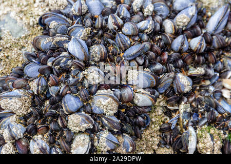 Les moules sauvages, Mytilus edulis, poussant sur les rochers de la zone intertidale à Cornwall, UK Banque D'Images