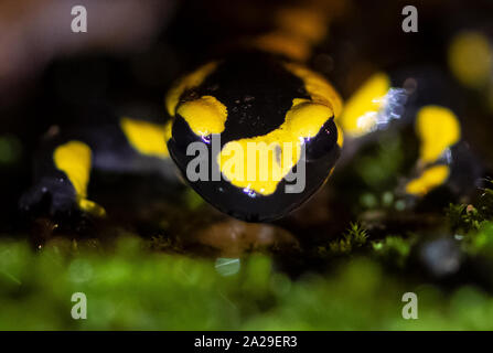 Oberkirch, Allemagne. 06Th Oct, 2019. Sous une pluie battante, une salamandre terrestre le long d'un chemin forestier de ralentis. Les animaux sont principalement sur la route après la tombée de la nuit et sont souvent victimes de trafic. Credit : Boris Roessler/dpa/Alamy Live News Banque D'Images