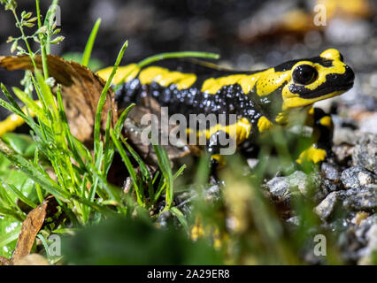 Oberkirch, Allemagne. 06Th Oct, 2019. Sous une pluie battante, une salamandre terrestre le long d'un chemin forestier de ralentis. Les animaux sont principalement sur la route après la tombée de la nuit et sont souvent victimes de trafic. Credit : Boris Roessler/dpa/Alamy Live News Banque D'Images