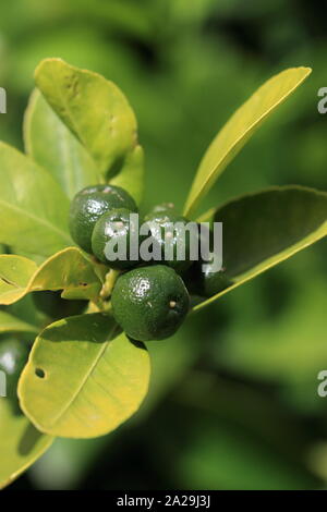 Calamondin, Kumquat, Citrofortunella microcarpa Banque D'Images