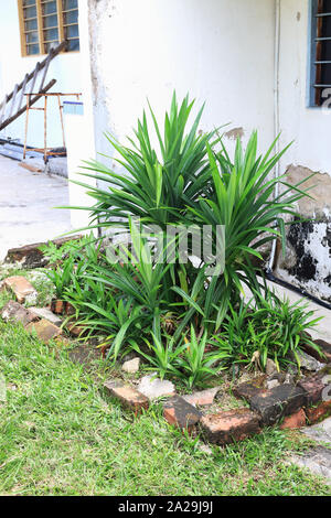 Pandanus amaryllifolius comestibles cultivées Banque D'Images