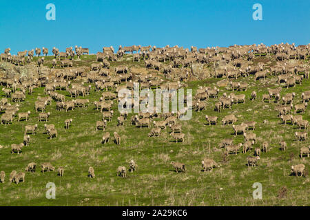 Troupeau de moutons paissant sur une colline herbacée Banque D'Images