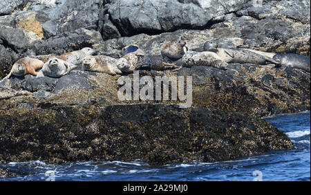 Le phoque commun Le phoque commun, ou des phoques communs (Phoca vitulina) de diverses couleurs et de marquages reste sur des roches couvertes d'algues à marée basse. Les Race Rocks Banque D'Images