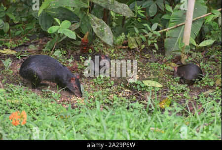 Agouti (Dasyprocta fuliginosa noire), le Parc National Podocarpus, Zamora, Equateur Banque D'Images