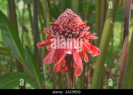 Beau rouge porcelaine (Etlingera elatior) fleur, Podocarpus National Park, Zamora, Equateur