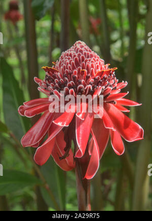 Beau rouge porcelaine (Etlingera elatior) fleur, Podocarpus National Park, Zamora, Equateur