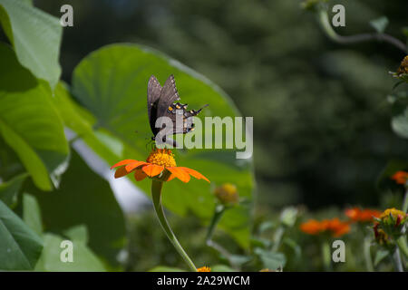 Machaon Morph perché sur tournesol mexicain Vue de profil Banque D'Images