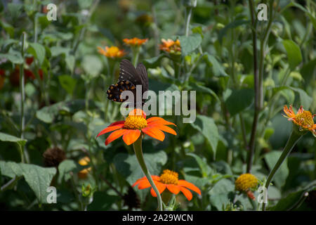 Machaon Morph perché sur tournesol mexicain Vue de profil Banque D'Images