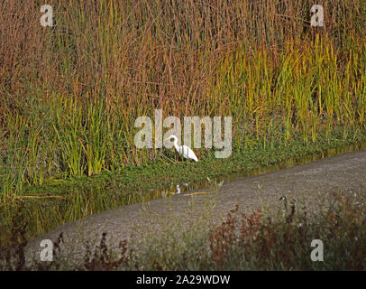 Aigrette Casmerodius albus, commune, le long du ruisseau d'Alameda, l'East Bay Regional Park District, EBRP, Union City, CA, Californie, USA, Banque D'Images