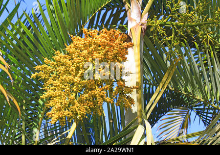 Arbre généalogique de la sétaire verte, fruits Hawaï Banque D'Images