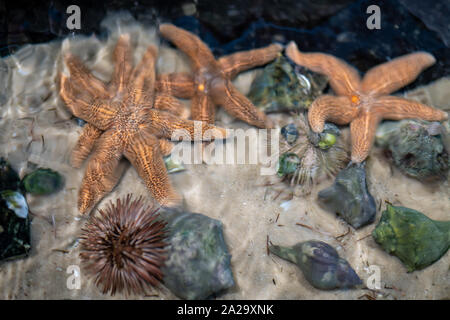 Les étoiles de mer, oursins et spirale d'escargots de mer en eaux peu profondes ou réservoir, floue ou ondulé effet visuel. Banque D'Images