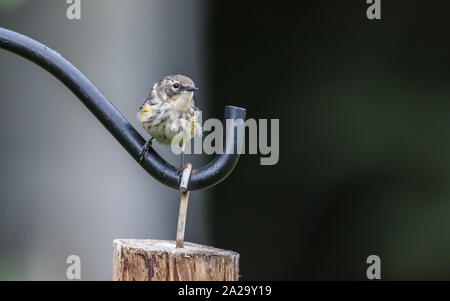 Paruline Femelle À Rumpée Jaune Banque D'Images