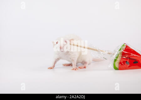 Rat blanc avec des bonbons dans ses dents. Souris avec un bonbon dans la forme d'un morceau de pastèque. Animaux décoratifs avec des aliments de près. Banque D'Images