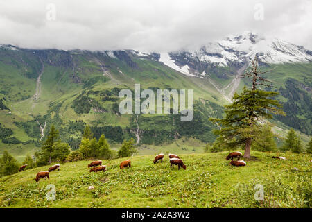 Vaches qui paissent à Fusch valley - Fuscher Tal en allemand - près de la montagne Grossglockner et de Zell am See dans la région autrichienne du Tyrol Banque D'Images